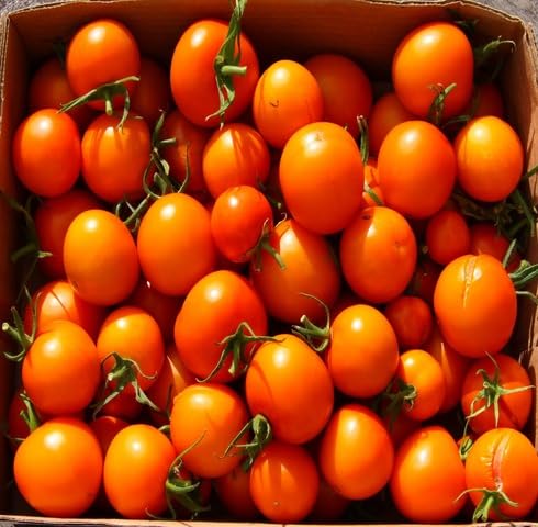 Orange Tomato Seeds – Heirloom, Non-GMO, High Germination Organic Garden Seeds Planting