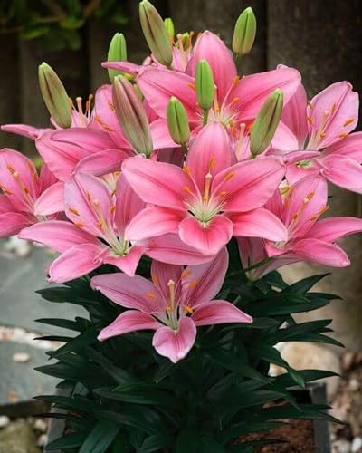 Pink Lilium Flower Seeds – Seeds for Planting, Heirloom, Non-GMO, High Germination Organic Garden Seeds