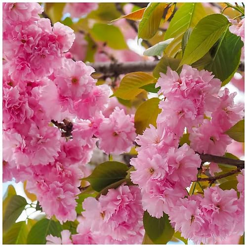 Pink Prunus Flower Seeds Heirloom Non-GMO High Germination Organic Garden Seeds for Planting