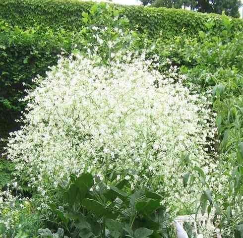 green white flower seeds