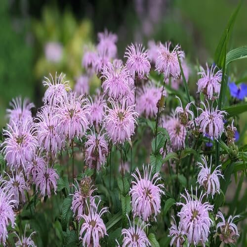Semillas de flor de bergamota rosa – Cimarrón, sin OMG, semillas de jardín orgánicas de alta germinación para sembrar