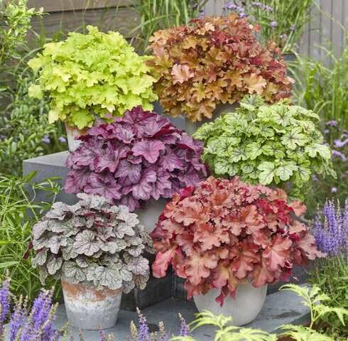 mixedheucheraheirloomnongmo flower seeds