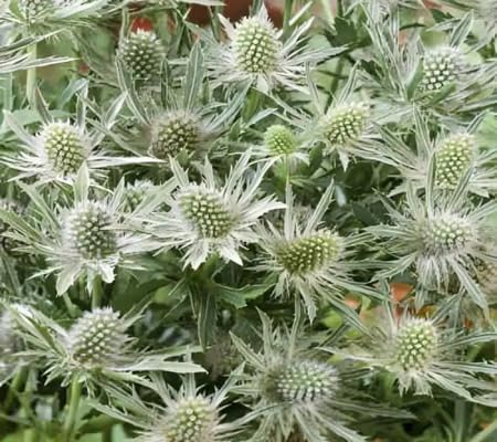 Eryngium Flower Seeds – Heirloom, Non-GMO, High Germination Organic Garden Seeds for Planting