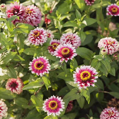 Weiße Rote Zinnien-Samen – Alte Sorte Gentechnikfrei Hohe Keimrate Bio-Gartensamen