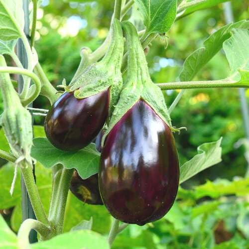 Purple Eggplant Seeds – Heirloom, Non-GMO, High Germination Organic Garden Seeds Planting