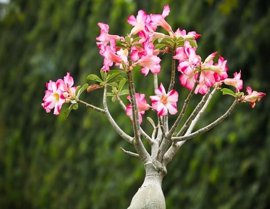 Pink White Adenium Flower Seeds Heirloom Non-GMO High Germination Organic Garden Seeds