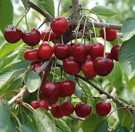 Maroon Cherry Seeds – Heirloom, Non-GMO, High Germination Organic Garden Seeds