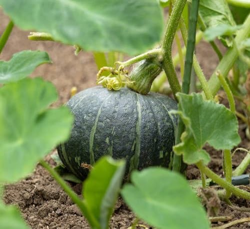 Pumpkin Seeds – Heirloom, Non-GMO, High Germination Organic Garden Seeds Planting