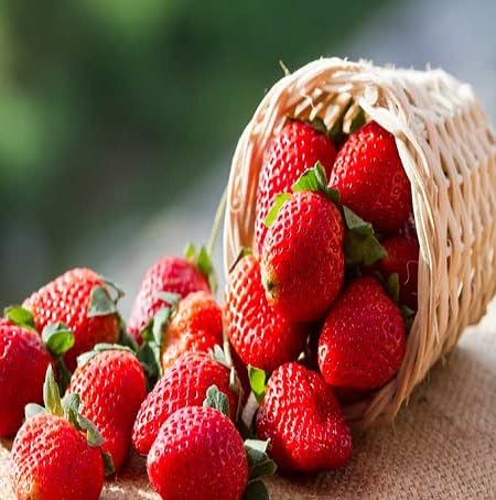 Strawberry Seeds Red – Heirloom, Non-GMO, High Germination Organic Garden Seeds