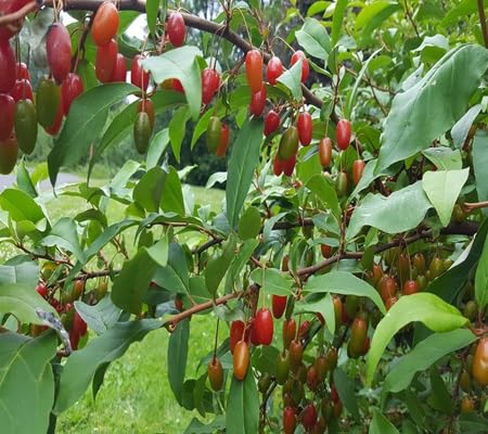Goumi Berry Fruit Seeds – Heirloom, Non-GMO, High Germination Organic Garden Seeds