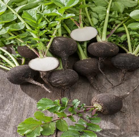 Semillas de rábano negro – Hereditarias, sin OMG, alta germinación, siembra de semillas de jardín orgánicas