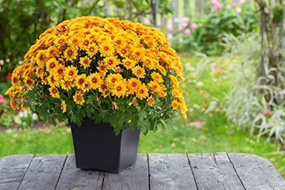 yellow mums flower seeds
