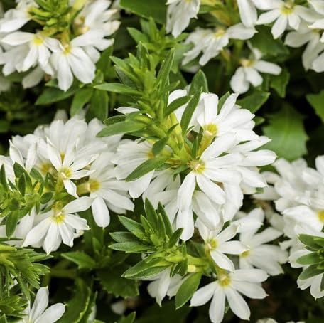 White Scaevola Flower Seeds Heirloom Non-GMO High Germination Organic Garden Seeds for Planting