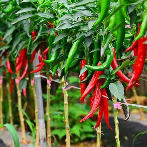 Chilisamen – Alte Sorte, gentechnikfrei, hohe Keimrate, Bio-Gartensaat zum Pflanzen