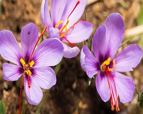 Violet Saffron Crocus Flower Seeds – Heirloom Non-GMO High Germination Organic Garden Seeds for Planting