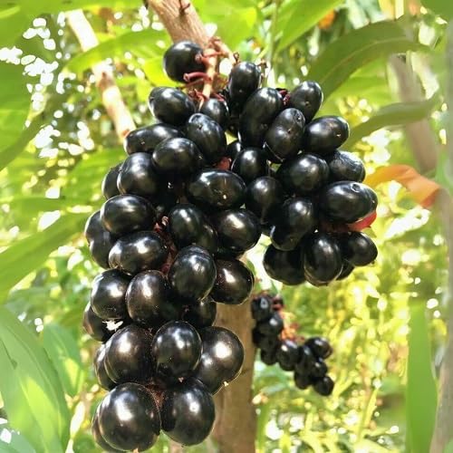 Black Jamun Fruits Seeds – Heirloom, Non-GMO, High Germination Organic Garden Seeds