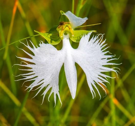 White Egret Flower Seeds Heirloom Non-GMO High Germination Organic Seeds
