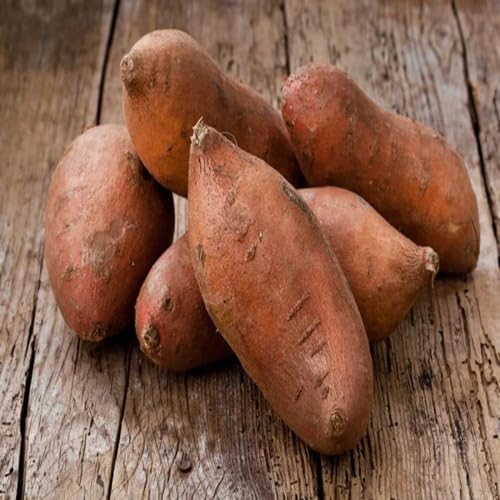Brown Yam Seeds – Heirloom, Non-GMO, High Germination Organic Garden Seeds Planting