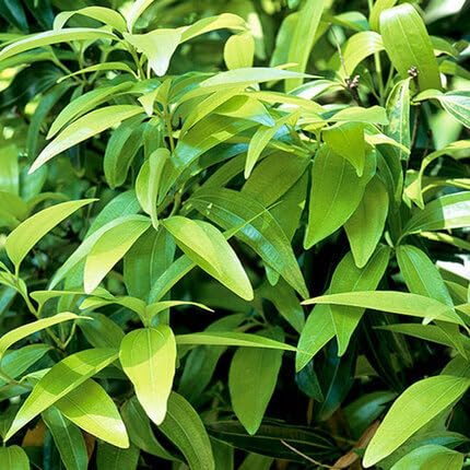 greencinnamonheirloomnongmo flower seeds
