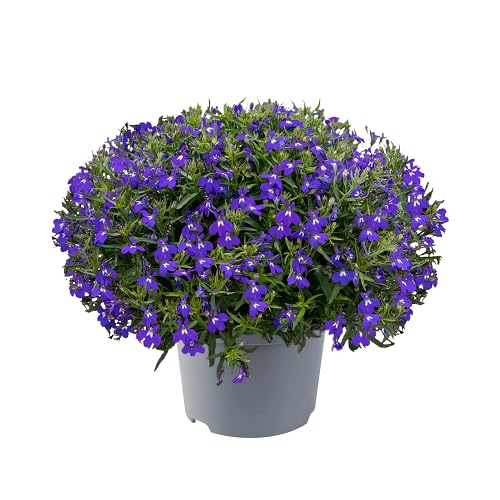 Veilchen Lobelia Erinus Blumensamen – Alte Sorte gentechnikfrei hohe Keimfähigkeit Bio-Gartensamen