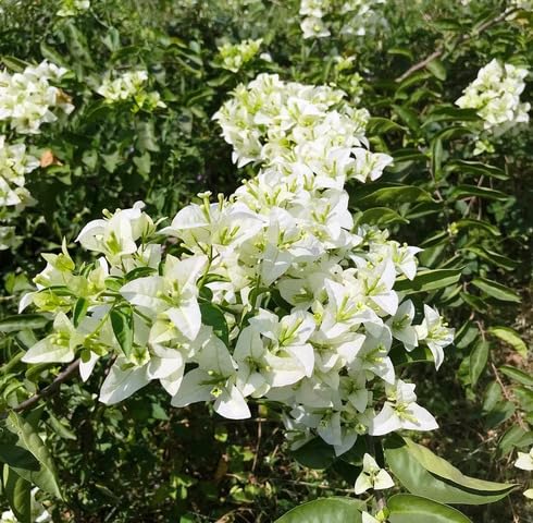 White Bougainvillea Flower Seeds – Heirloom, Non-GMO, High Germination, Organic Garden Seeds for Planting