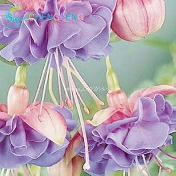 purplefuchsiaflowerheirloomnongmo flower seeds