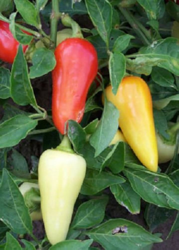 Santa Fe herb seeds