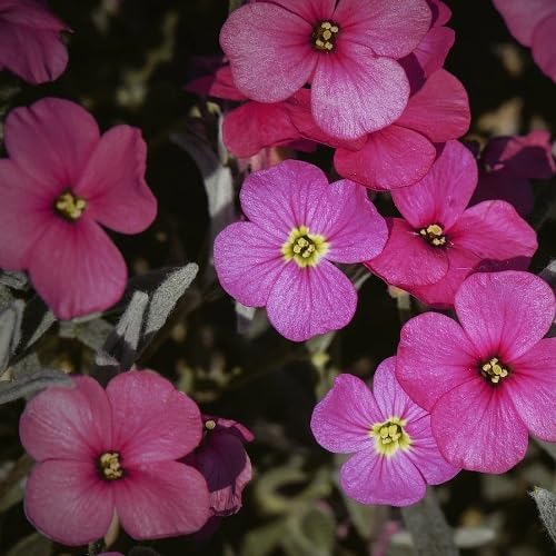 Rosa Gänsekresse Aubrieta Blumensamen – Alte Sorte, gentechnikfrei, hochkeimfähig, Bio-Gartensamen für lebendige Bodendecker