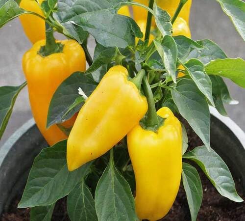 Pepper Yellow Seeds – Heirloom, Non-GMO, High Germination Organic Garden Seeds Planting