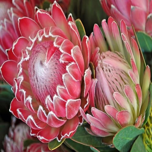 Protea Flower Seeds Red Heirloom Non-GMO High Germination Organic Garden Seeds for Planting