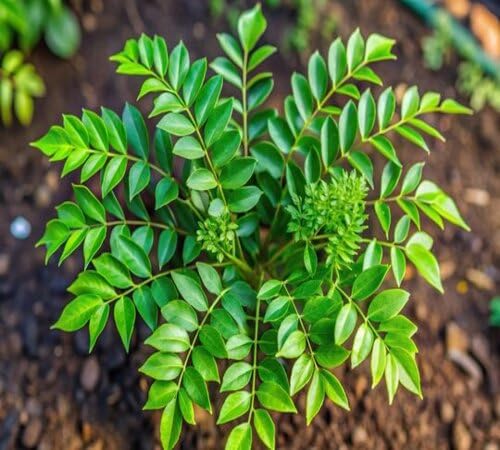 Grünes Curryblatt Pflanzen Samen Alte Sorte GMO-frei Hohe Keimrate Bio-Gartensamen zum Pflanzen