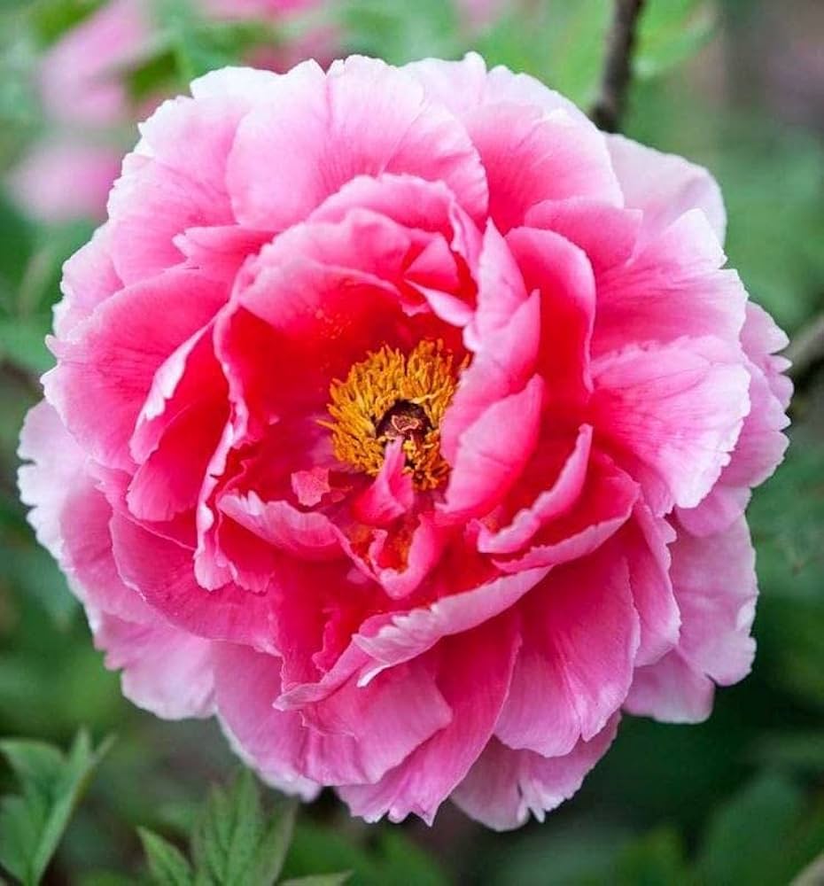 chinese peony flower seeds