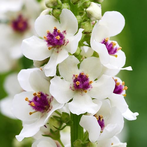 White Verbascum Flower Seeds for Planting – Heirloom, Non-GMO, High Germination