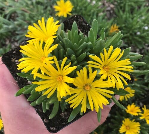 Yellow Delosperma Flower Seeds – Heirloom Non-GMO High Germination Organic Garden Seeds