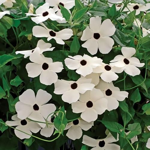 White Climbing Thunbergia Flower Seeds Heirloom Non-GMO High Germination Organic Garden Seeds for Planting