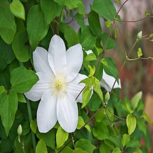 White Clematis Flower Seeds Heirloom Non-GMO High Germination Organic Garden Seeds for Planting