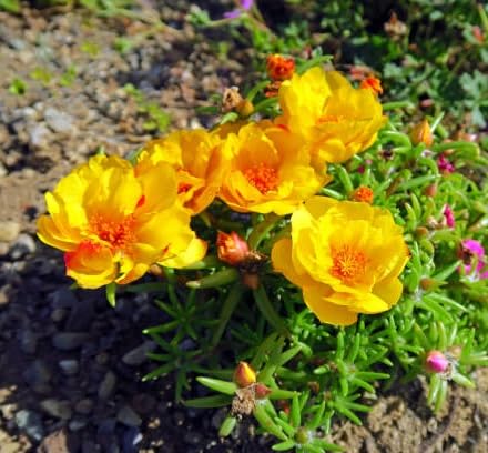 Yellow Portulaca Flower Seeds – Heirloom Non-GMO High Germination Organic Garden Seeds