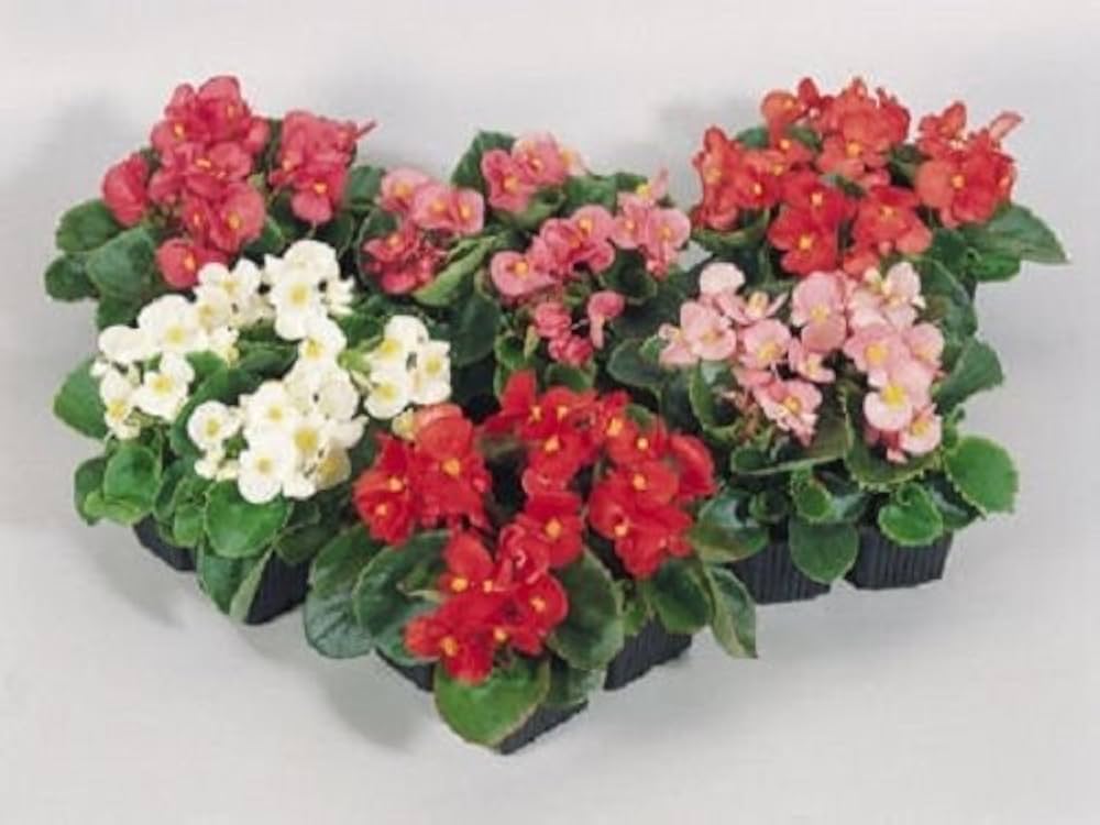 begonia super flower seeds