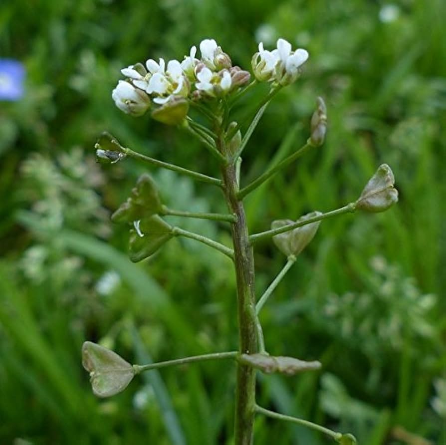 Shepherd S herb seeds
