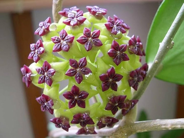 Hoya Carnosa Green Violet Flower Seeds – Heirloom, Non-GMO, High Germination Seeds