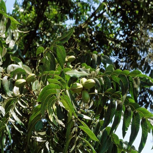 green pecan flower seeds