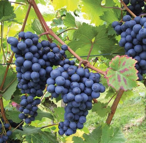 Black Grapes Seeds – Heirloom, Non-GMO, High Germination Organic Garden Seeds