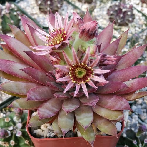 Rosa Sempervivum Blumensamen zum Pflanzen – Erbstück, gentechnikfrei, hohe Keimrate Bio-Gartensamen