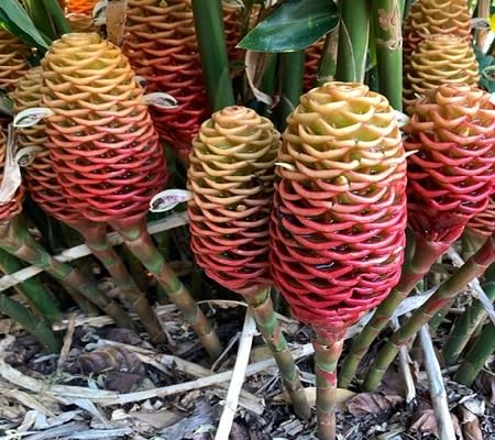Zingiber Flower Seeds – Heirloom Non-GMO High Germination Organic Garden Seeds