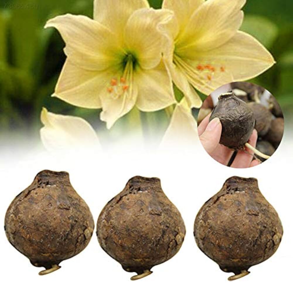 yellow sunrise flower seeds