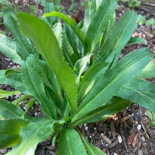 green culantro flower seeds