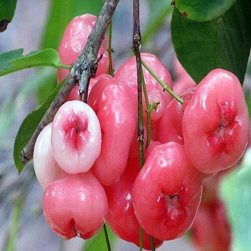 Red Roseapple Fruit Seeds for Planting – Heirloom Non-GMO High Germination Organic Garden Seeds
