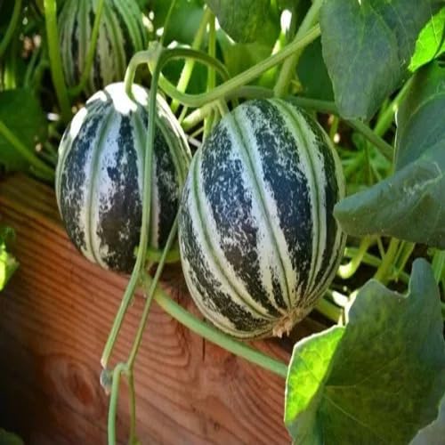 Green Kajari Melon Fruit Seeds – Heirloom, Non-GMO, High Germination Organic Garden Seeds