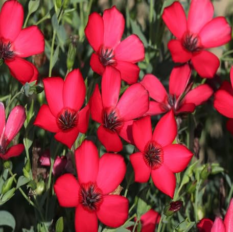 red linum flower seeds