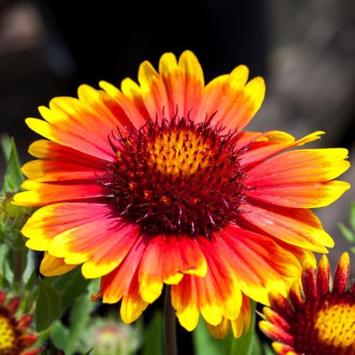 Semillas de flores de Arizona, rojas y amarillas, para plantar, herencia, no transgénicas, de alta germinación, semillas orgánicas para jardín